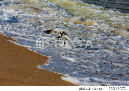 Herring Gull Larus smithsonianus catching 33314072