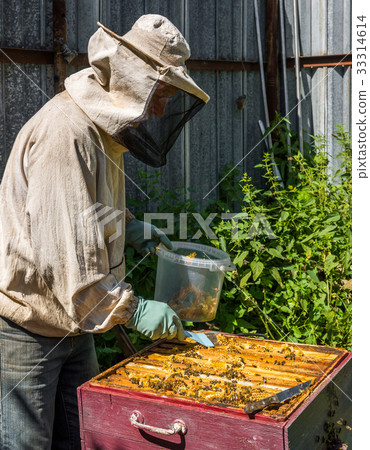 The beekeeper takes out the honeycomb from hive The beekeeper takes out the honeycomb from hive 33314614
