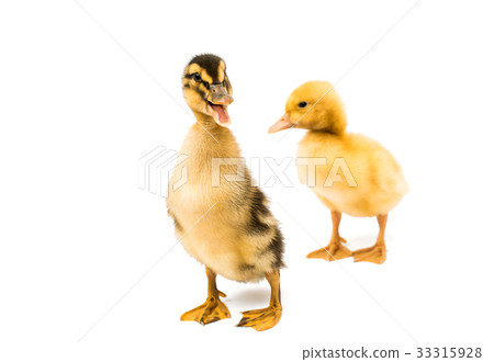 Small geese isolated 33315928
