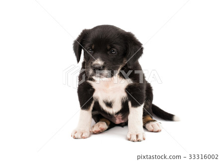 Black white dog isolated Black white dog isolated 33316002