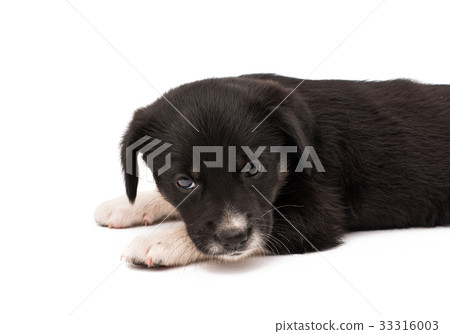 Black white dog isolated 33316003