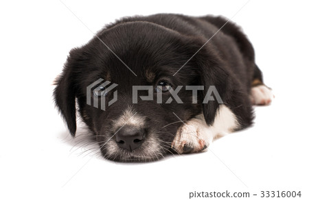 Black white dog isolated Black white dog isolated 33316004