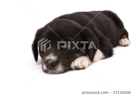 Black white dog isolated Black white dog isolated 33316006