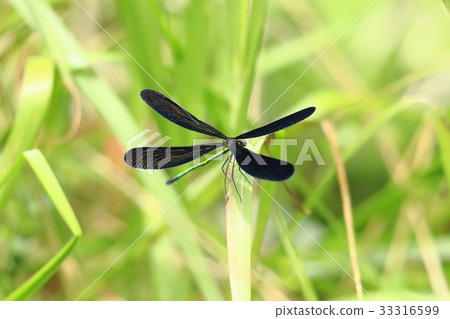 Atrocalopteryx蟬 Atrocalopteryx蟬 33316599