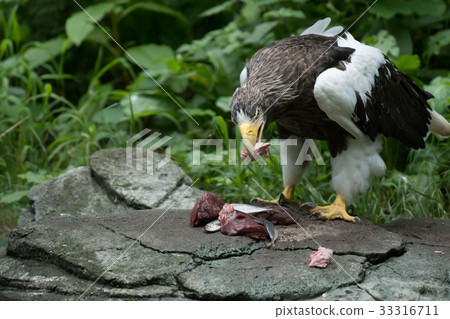 鷹王鷹掠食性飼料 33316711