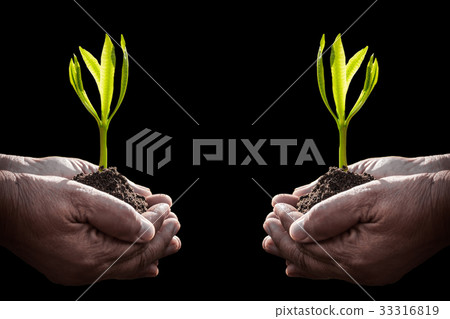 Old female hands holding plant Old female hands holding plant 33316819