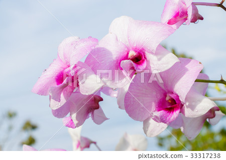 Purple orchids 33317238