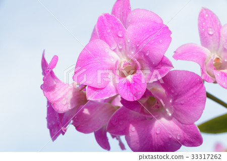 Purple orchids 33317262