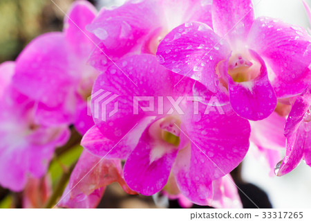 Purple orchids 33317265