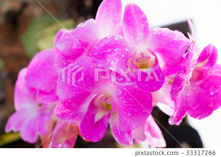 Purple orchids Purple orchids 33317266