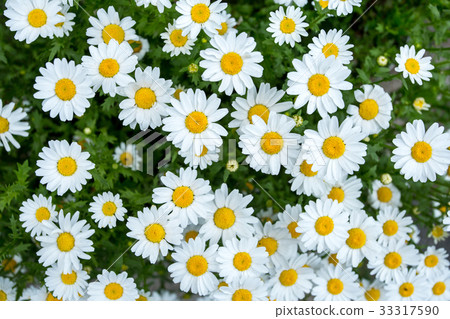 daisies flower daisies flower 33317590
