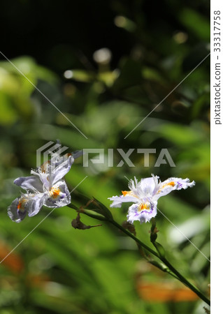 等到薩沙 33317758