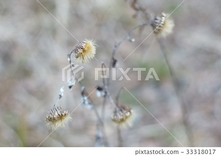 Winter dead Oyama Bokuchi flower 33318017