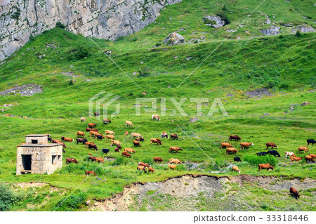 Cows graze in alpine meadows idyllic landscape 33318446