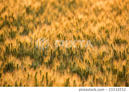 Field of ripe wheat Field of ripe wheat 33318552