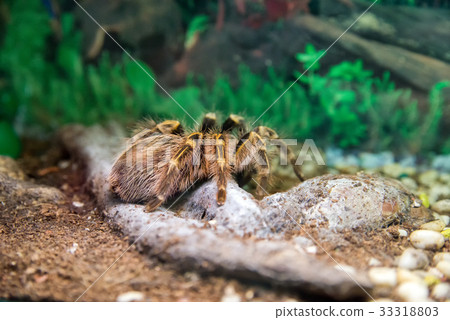 azilian spider tarantula azilian spider tarantula 33318803