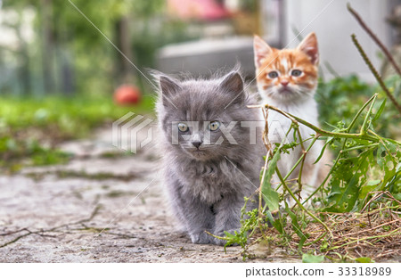 cat close up cat close up 33318989