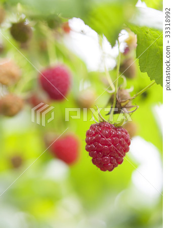 ripe red raspberries ripe red raspberries 33318992