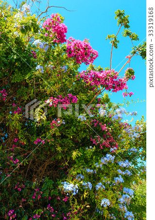 Bougainvillea tree and Phlox plant closeup. Bougainvillea tree and Phlox plant closeup. 33319168