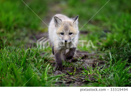 Fox cub in grass Fox cub in grass 33319494