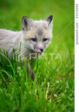 Fox cub in grass Fox cub in grass 33319495
