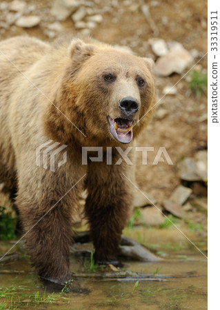 Big brown bear in the forest Big brown bear in the forest 33319511