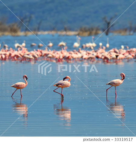Flock of flamingos Flock of flamingos 33319517