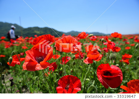 Poppy field of Road Station "Sasaoka Bay Farm" Poppy field of Road Station "Sasaoka Bay Farm" 33319647