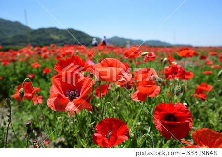 Poppy field of Road Station "Sasaoka Bay Farm" Poppy field of Road Station "Sasaoka Bay Farm" 33319648