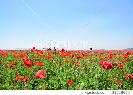 路站“Sasaoka Bay Farm”的罌粟田 33319653