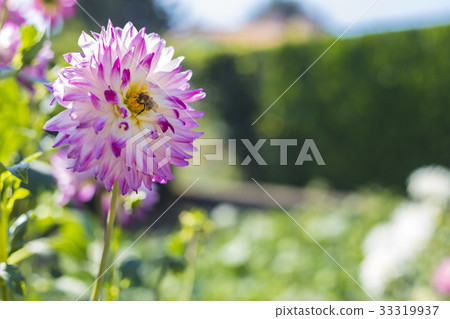 Bee On Pink Dahlia Flower Bee On Pink Dahlia Flower 33319937