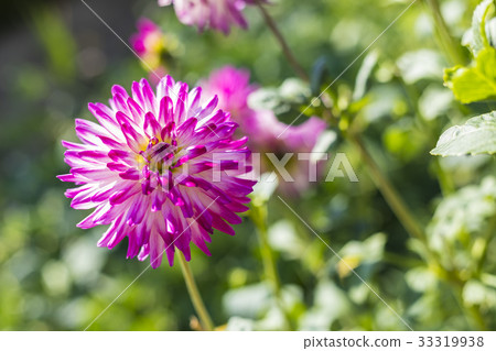 Pink Dahlia Flower Pink Dahlia Flower 33319938