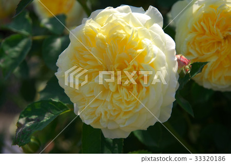 大衛·奧斯汀·羅西斯玫瑰園 大衛·奧斯汀·羅西斯玫瑰園 33320186