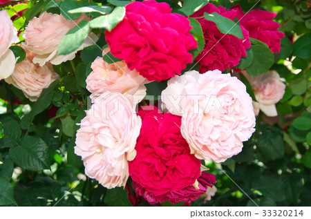 David · Austin · Rosise Rose Garden 33320214