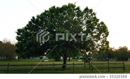 Rural Landscape Tree and Fence Rural Landscape Tree and Fence 33320389