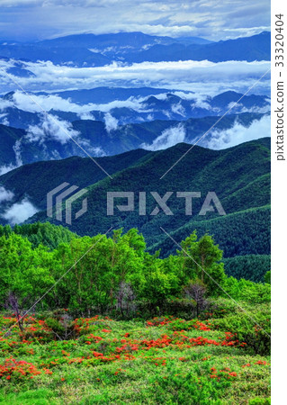 Mizugahara Plate的Lenzoe杜鵑花 33320404