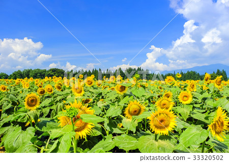 夏天天空和向日葵領域 33320502
