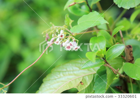 Hexokazura flowers Hexokazura flowers 33320601