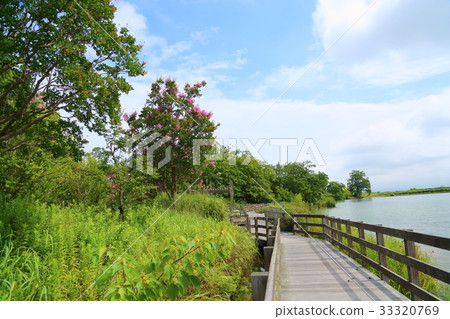 夏天公園Sulpsberry花 夏天公園Sulpsberry花 33320769