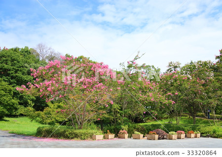 Summer park Sulpsberry flowers 33320864