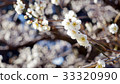 Plum blossom plum blossom 33320990