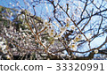 Plum blossom plum blossom 33320991