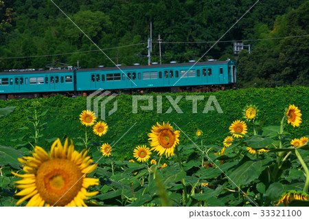 向日葵花園和藍色火車Gojo向日葵花園上野町，五島市，奈良縣 33321100