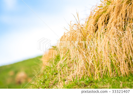 秋白米一千張 33321407