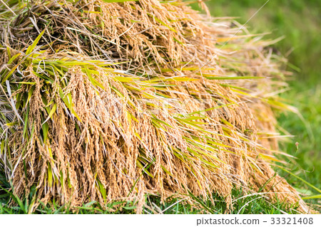 秋白米一千張 秋白米一千張 33321408