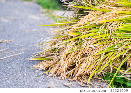 秋白米一千張 33321409