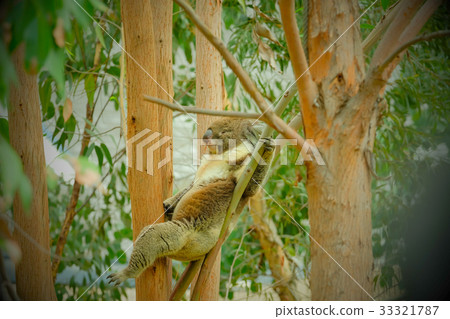 放鬆的考拉 33321787