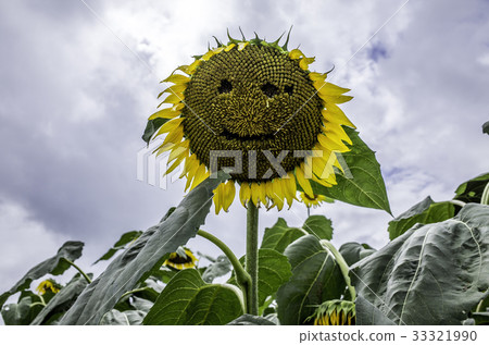 sunflower sunflower 33321990
