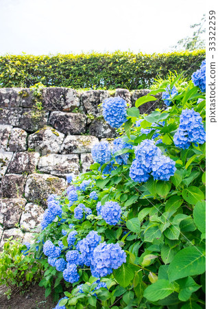小田原城堡公園的繡球花 照片素材 圖片 圖庫
