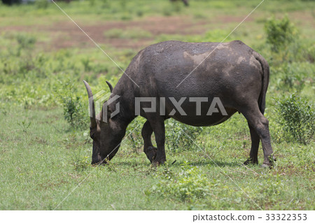 Pasture rised Asian water buffalo. Pasture rised Asian water buffalo. 33322353